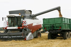 Grūdų augintojai ir perdirbėjai prognozuoja daugiau nei 600 mln. eurų nuostolius