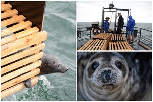 Į Baltijos jūrą paleisti paskutiniai keturi išgydyti ruoniukai