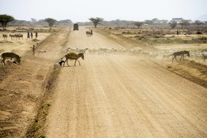 Siaubingi sausros padariniai: su badu susiduria daugiau nei 2 mln. Kenijos gyventojų 