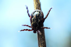 Svarbus gydytojo atsakymas: ar galima užsikrėsti prisilietus prie ligą platinančios erkės?