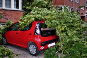 Medžių šakos lamdo automobilius, kelia grėsmę žmonėms, o kas atsakingas už tai – neaišku