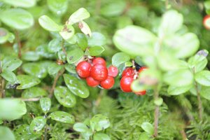 Aplinkosaugininkai įspėja: spanguoliauti galima ne visur