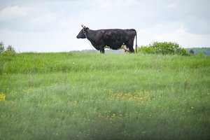 Pieno gamintojams – 12 milijonų eurų parama