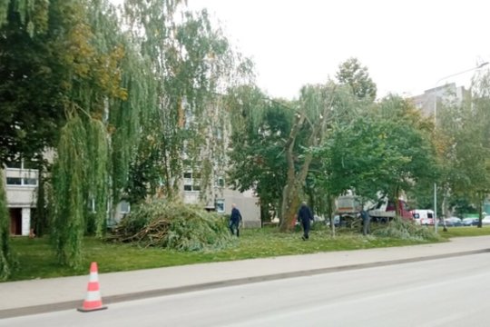 Kėdainiuose pjaunami medžiai supykdė gyventojus: seniūnija turi atsaką