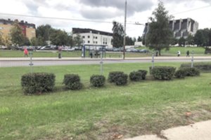 Kas sukosi Vilniaus tvarkytojų, Laisvės prospekte susodinusių ir apkarpiusių krūmus, galvose? Greičiausiai nieko