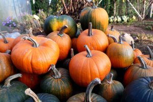 Moliūgų nevalgo – augina tik dėl grožio