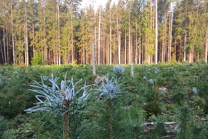 Valstybinių miškų urėdijos specialistas papasakojo, kodėl būtina saugoti miško želdinius nuo žvėrių