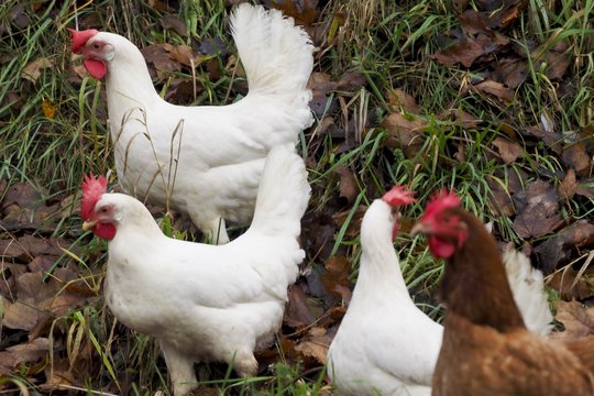 Naminių paukščių augintojai perspėjami apie vėl išaugusią paukščių gripo riziką