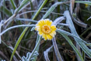 Bobų vasaros dar teks palaukti: artimiausiomis naktimis temperatūra nukris ir iki 4 laipsnių šalčio