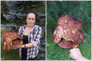 Miškuose vis dar džiugina baravykai: šalia Vilniaus rastas grybų karalius sveria daugiau nei 2 kg