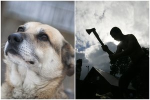 Kruvinos skerdynės Rokiškio rajone: vyras kirviu užmušė benamį šunį