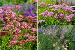 Patarė, kaip auginti kraujažoles: taps dailiausia gėlynų puošmena