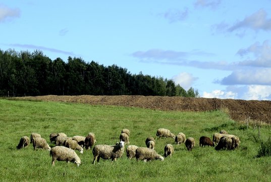 Atsisakiusieji kiaulių auginimo skatinami įsigyti kitus ūkinius gyvūnus