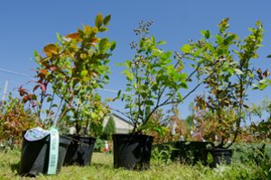Sodinukų mugėje Alytuje – žinomiausi sodininkai ir medelynai iš visos Lietuvos