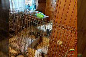 Marijampolėje rasta nelegali veisykla: dešimtys gyvūnų laikyti pasibaisėtinomis sąlygomis