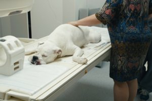 Lietuvoje plečia smulkiųjų gyvūnų tyrimų galimybių ribas: tiksliau nustatys ligą ir paskirs gydymą