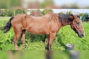 Kėdainiuose išgelbėta baisiomis sąlygomis laikyta kumelė: seniai nematė nieko panašaus