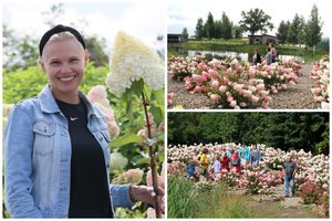 Vienintelis toks šalyje: didžiuliu hortenzijų parku negali atsigėrėti minios lankytojų iš visos Lietuvos 
