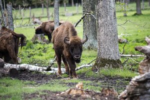 Pašilių stumbryno mažylių ketvertukui išrinkti vardai