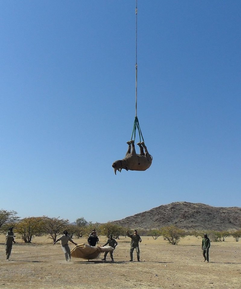 2021 metais IgNobelio premiją transportavimo srityje laimėjo neseniai atliktas tyrimas, kurio metu raganosiai buvo skraidinami sraigtasparniu aukštyn kojomis, pakabinti už kulkšnių.<br> Namibijos Aplinkos ministerijos nuotr.