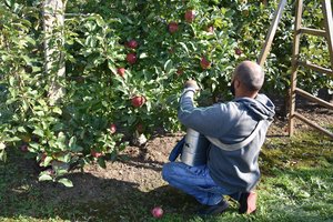 Aukštaitijos ūkininkai atskleidė, kuo išskirtiniai yra lietuviški obuoliai
