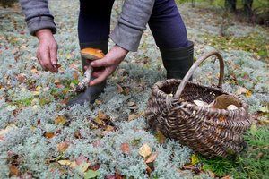 Grybavimo čempionas pasakė, kokių grybų dabar ieškoti: kai kurie užmiršti nepelnytai