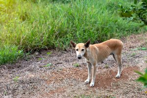 Košmaras Panevėžio rajono sodyboje: būrys šunų rijo paukščių išmatas ir daržoves, kad išgyventų