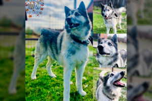 Žiauriai Nidu nusikratyti planavęs šeimininkas paliko jį prieglaudoje: ypatingo grožio šuneliui reikia namų