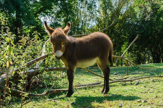 Anglijos lietuvė įsivaikino asiliuką – tenka ir maitinti iš buteliuko, ir keisti vystyklus