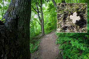 Perspėja Lietuvos gyventojus neliesti, jei tai pamatysite: bus išmėtyta pusė milijono jaukų