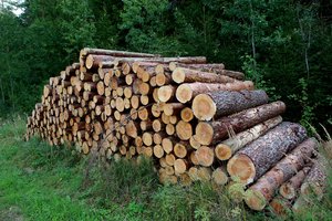 Kaip elgtis įtarus miško vagystę?