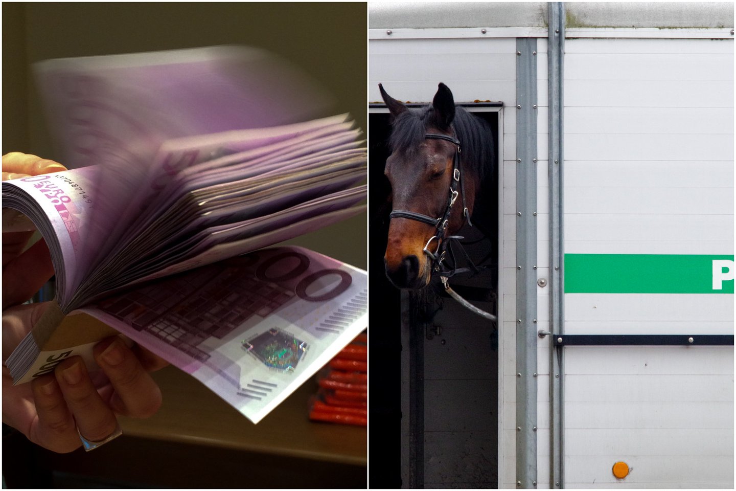  Vilnietis padavė į teismą žirgo pardavėją, reikalaudamas grąžinti 6 tūkst. eurų. <br> Lrytas.lt koliažas