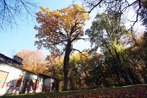 Į Lietuvą atkeliauja ilgai laukta bobų vasara: truks tris dienas, šils iki 19 laipsnių