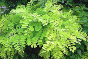 Nerimą kelia agresyvūs augalai: vieninteliai ginklai – pjūklai ir kirviai