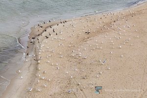 Didysis veiksmas Baltijos jūros pakrantėje – ar spėsite pamatyti?