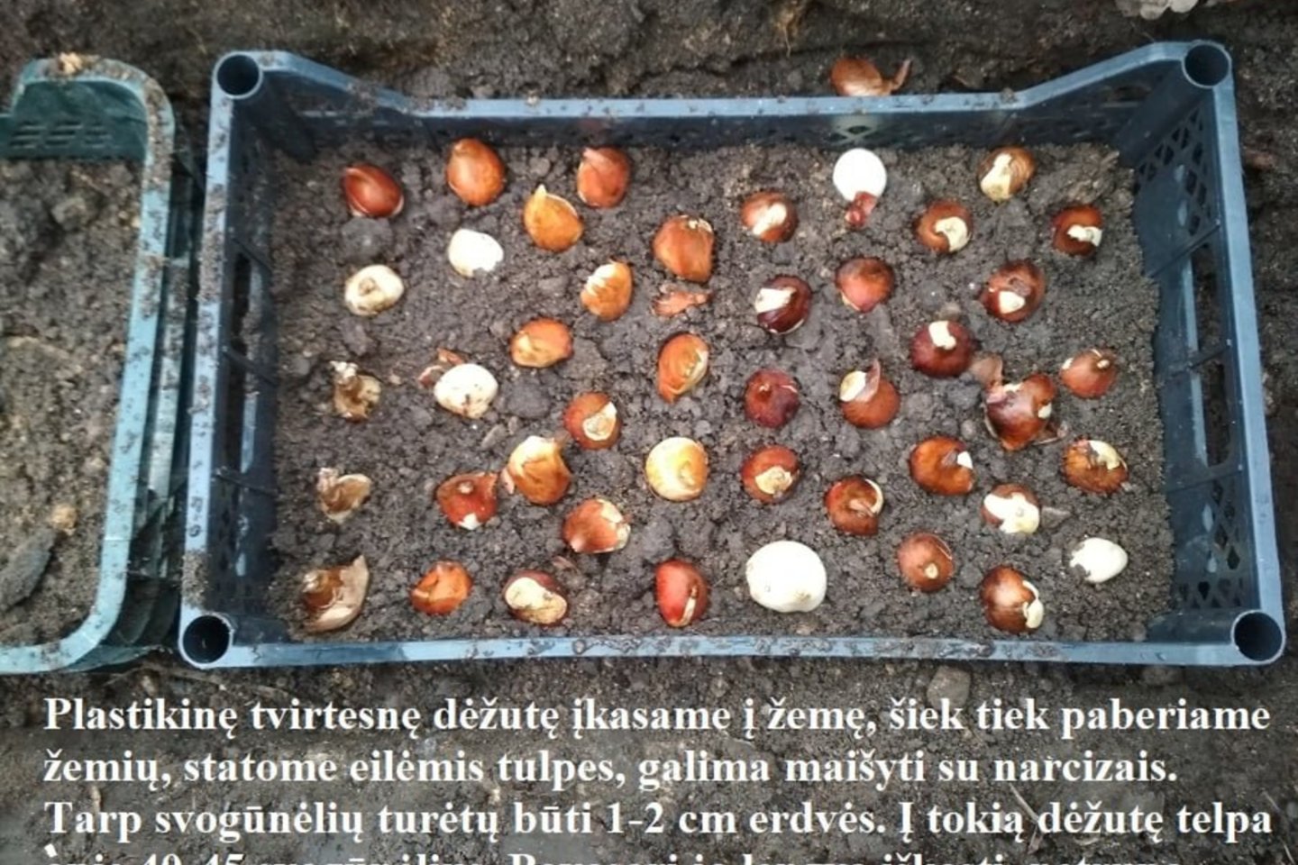 Vilnietė gėlių augintoja Sandra Stanislavičė pasidalijo savo patirtimi sodinant tulpes ir narcizus – jos būdas įdomesnis nei paprasčiausiai svogūnėlius sukišant į žemę.<br>Asmeninio archyvo nuotr.