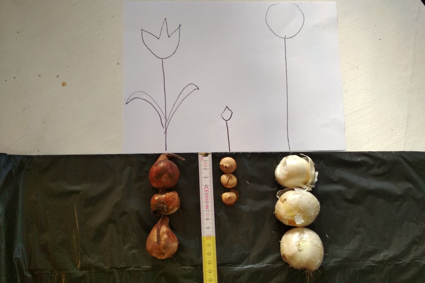 Vilnietė gėlių augintoja Sandra Stanislavičė pasidalijo savo patirtimi sodinant tulpes ir narcizus – jos būdas įdomesnis nei paprasčiausiai svogūnėlius sukišant į žemę.<br>Asmeninio archyvo nuotr.