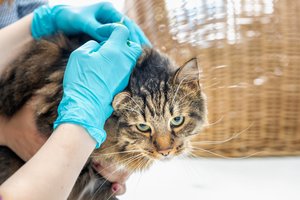 Taisyklės keičiasi: ženklinti augintinius galės ne tik veterinarijos gydytojai