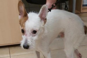 Skambutis vidury nakties sukėlė tarnybas ant kojų: šeimininkų nukankintam šuneliui grėsė mirtis