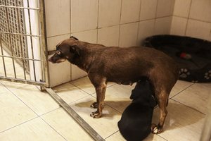 Pasaulinės gyvūnų dienos proga „Nuaras“ kviečia į šventes Kaune ir Klaipėdoje