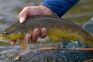 Nuo spalio 1-osios: griežtesni reikalavimai lašišinių žuvų žvejybai