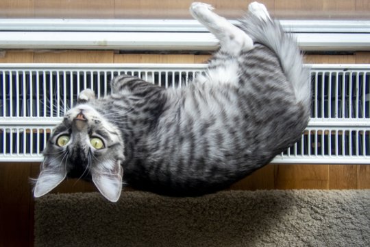 Keičiant kompensacijų už šildymą tvarką, būsto plotas nesikeis