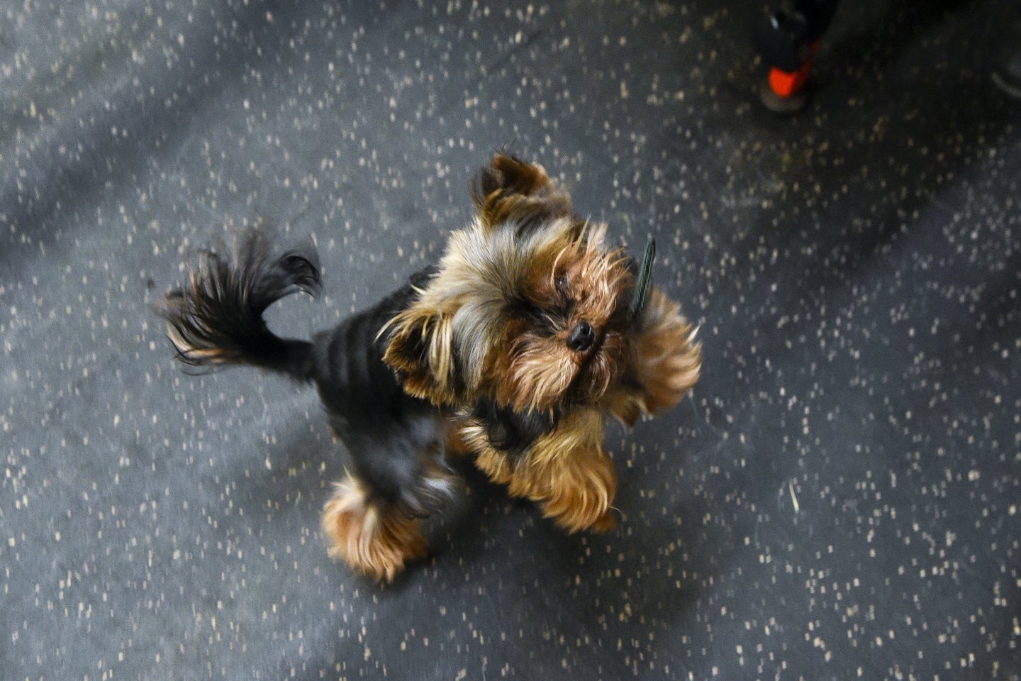 „Bėgam, bėgam“, – tokias frazes dažniausiai taria „Doggy gym“ savininkas Simonas Damašius.<br>V.Ščiavinsko nuotr.