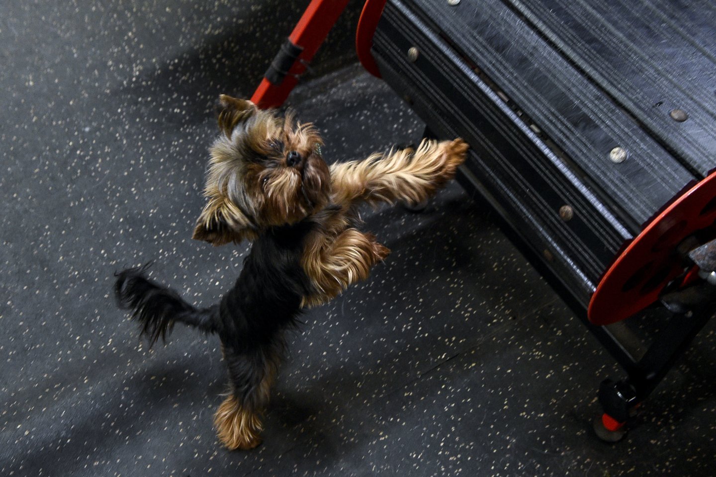 „Bėgam, bėgam“, – tokias frazes dažniausiai taria „Doggy gym“ savininkas Simonas Damašius.<br>V.Ščiavinsko nuotr.