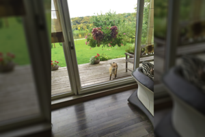 To kauniečiai anksčiau nebuvo matę – lapės žvalgosi net pro jų būsto langus