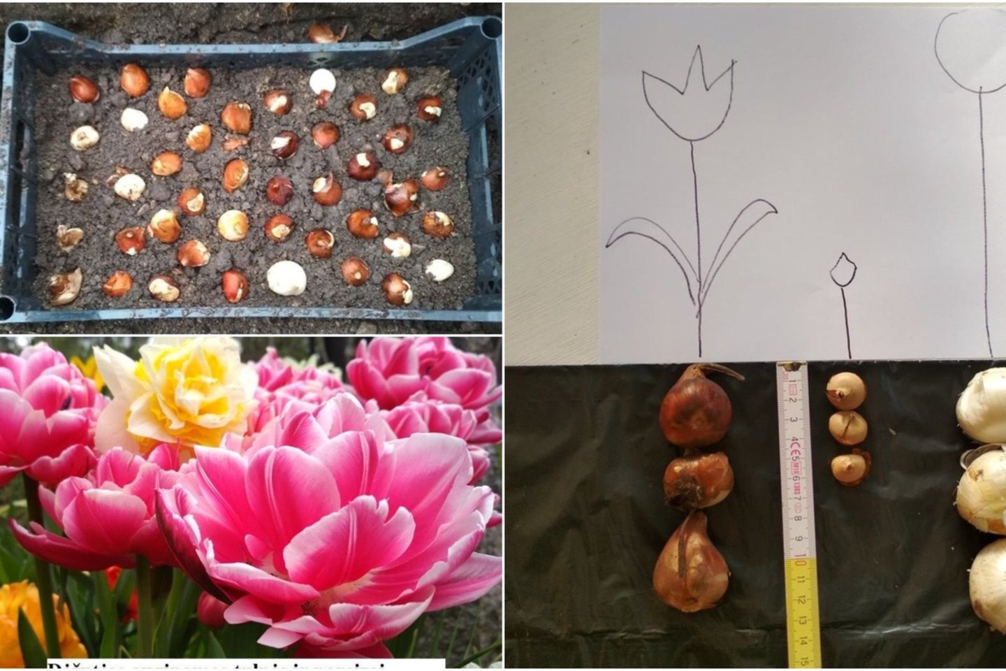 Vilnietė gėlių augintoja Sandra Stanislavičė pasidalijo savo patirtimi sodinant tulpes ir narcizus – jos būdas įdomesnis nei paprasčiausiai svogūnėlius sukišant į žemę.<br>lrytas.lt montažas