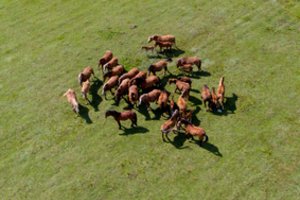 Gausus šermukšnių derlius pranašauja ilgą ir lietingą rudenį