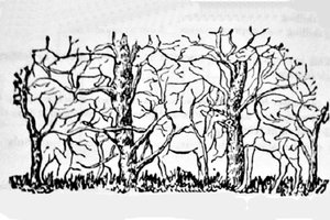 Kokį gyvūną radote pirmą? Tai daug pasako apie jus