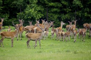 Keliuose liūdna statistika – vis dažniau išbėga laukiniai gyvūnai