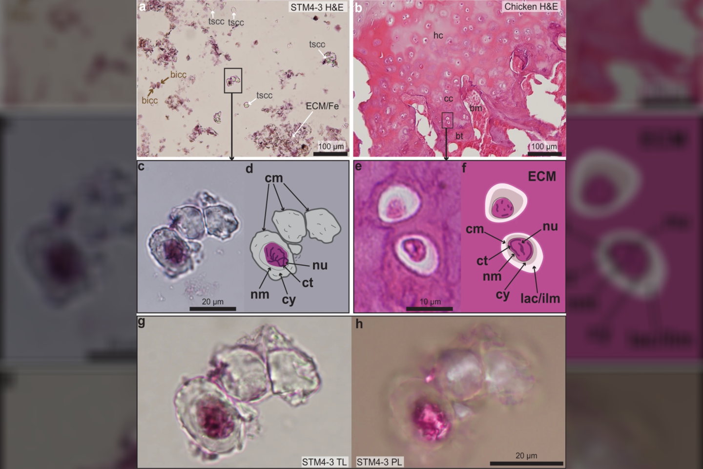  Mokslininkai palygino nudažytas Caudipteryx kremzlės pavyzdžio ląsteles (pavadintas STM4-3) su suaugusios vištos kremzlės ląstelėmis (b). Kai kuriose skaidrėse ląstelės nudažytos, kai kurios rodomos išspinduliuojamoje šviesoje (angl. transmitted light, TL) arba poliarizuotoje šviesoje (PL).<br> Zheng ir kt. / Communications Biology iliustr.